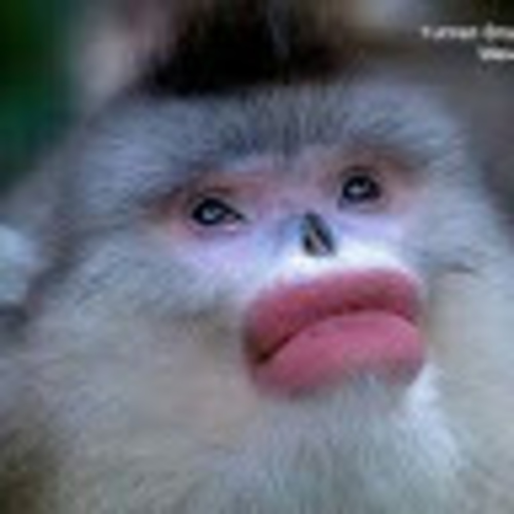 Meet your Posher, Adara